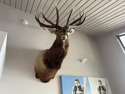 Taxidermy Mounting